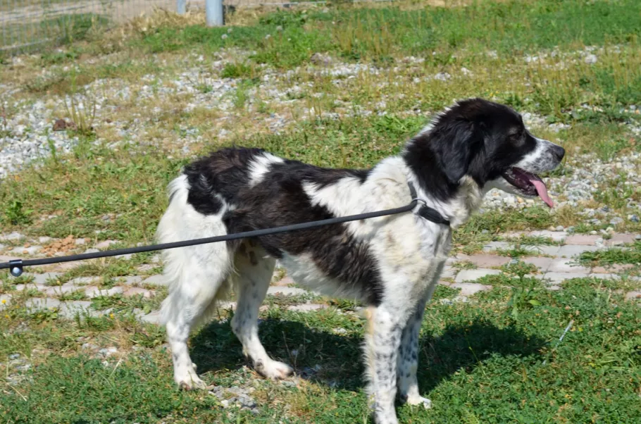 Gina