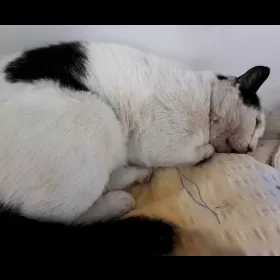 Mimu kun se löydettiin