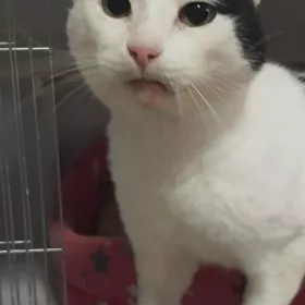 Mimu kummikissa Animal Life Romania